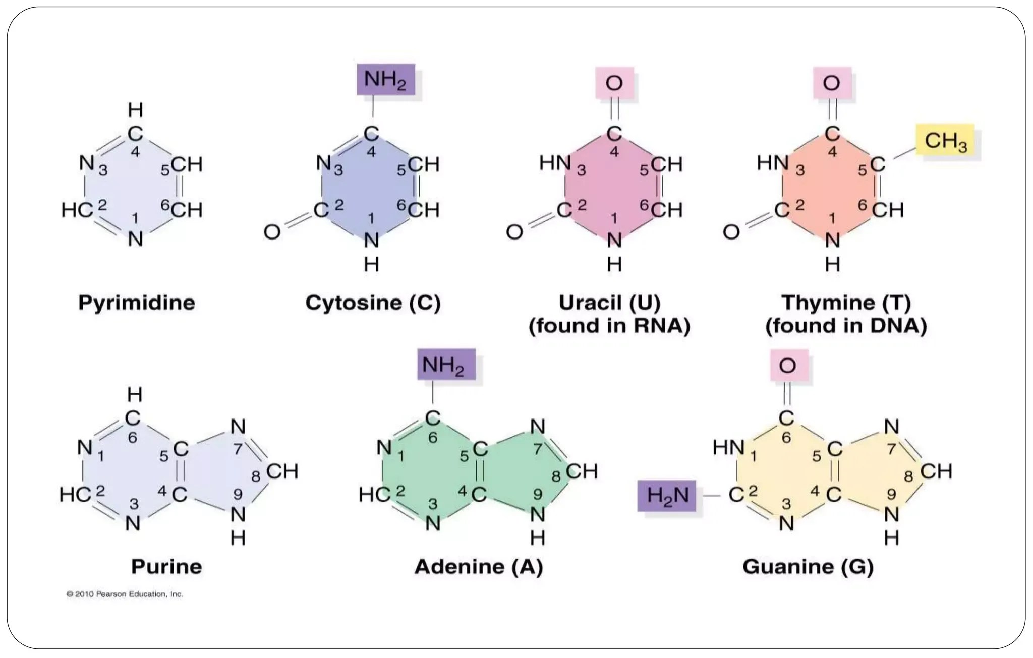 Components of a nucleotide